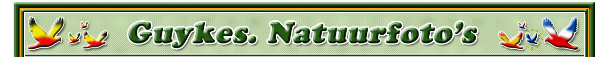Guykes Natuurfoto's. Nature pictures. Photos de la Nature.
